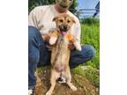 Adopt ORANGE a Tan/Yellow/Fawn Jindo / Corgi / Mixed dog in Agoura Hills