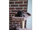 Adopt Aubree a All Black Domestic Mediumhair / Mixed (medium coat) cat in