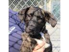 Adopt Luther a Brindle Mixed Breed (Medium) / Mixed dog in Columbiana