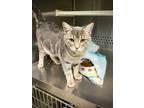 Adopt Lisa a Gray or Blue Domestic Shorthair / Domestic Shorthair / Mixed cat in