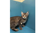 Adopt Louie a Tan or Fawn Domestic Shorthair / Domestic Shorthair / Mixed cat in