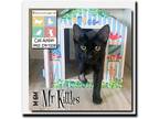 Adopt Mr Kittles` a All Black Domestic Shorthair / Mixed (short coat) cat in