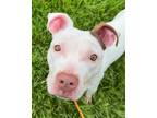 Adopt Pinky a White American Pit Bull Terrier / Mixed dog in Mt.
