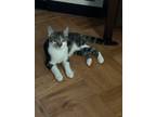 Adopt Callen a Brown Tabby Domestic Shorthair (short coat) cat in New York