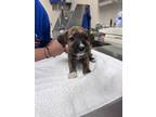 Adopt Jelly Bean a Brown/Chocolate Mixed Breed (Large) / Mixed dog in