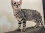Adopt Abel a Gray, Blue or Silver Tabby Domestic Shorthair / Mixed (short coat)