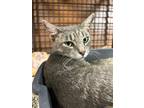 Adopt Cleo a Domestic Shorthair / Mixed (short coat) cat in Tool, TX (38964469)