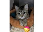 Adopt Firework a Domestic Shorthair / Mixed cat in Portsmouth, VA (38924575)
