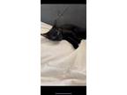 Adopt Briar a All Black Domestic Shorthair / Mixed (short coat) cat in Phoenix