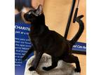 Adopt Boone a All Black Domestic Shorthair / Mixed (short coat) cat in Phoenix