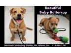 Adopt Buttercup a Tan/Yellow/Fawn - with White American Staffordshire Terrier /
