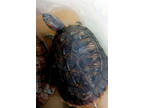 Adopt Raphael a Turtle - Other / Mixed reptile, amphibian