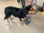Adopt Maya a Black German Shepherd Dog / Mixed dog in Fort Worth, TX (38969483)