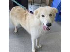 Adopt Zeke a White Great Pyrenees / Husky / Mixed dog in Eatontown