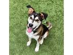Adopt Alvin a Mixed Breed (Medium) / Mixed dog in Rancho Santa Fe, CA (38969438)