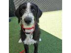Adopt Harlen a Mixed Breed (Medium) / Mixed dog in Rancho Santa Fe
