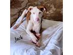 Adopt Jack ~ meet me! a Brindle - with White Catahoula Leopard Dog / American