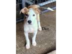 Adopt Dax ~ meet me! a Tan/Yellow/Fawn - with White American Pit Bull Terrier /