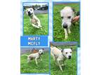 Adopt Marty McFly a White - with Black Pointer / Mixed Breed (Medium) / Mixed