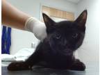 Adopt Scratchy a All Black Domestic Shorthair / Domestic Shorthair / Mixed cat