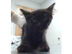 Adopt Catchy a All Black Domestic Longhair / Domestic Shorthair / Mixed cat in