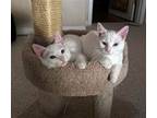 Adopt MISO & TOFU - Bonded Kitten Brothers a White Domestic Shorthair / Mixed