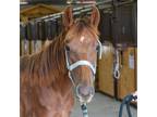 Adopt Quiche a Tennessee Walking Horse / Mixed horse in Des Moines