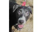 Adopt Cagney a Black - with White Mixed Breed (Medium) / Mixed dog in