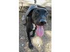 Adopt Lacey a Black - with White Mixed Breed (Medium) / Mixed dog in Georgetown
