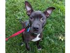 Adopt Ariel a Mixed Breed (Medium) / Mixed dog in Wilmington, DE (38924859)