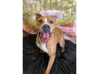 Adopt Ellie a Pit Bull Terrier / Mixed dog in LAFAYETTE, LA (38926594)