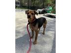 Adopt Boo Boo a Black Beagle / Jack Russell Terrier / Mixed (short coat) dog in