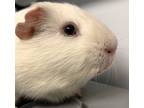 Adopt Marble Cakes a Guinea Pig (short coat) small animal in Brooklyn