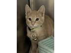 Adopt Rapunzel a Orange or Red Domestic Shorthair / Domestic Shorthair / Mixed