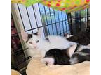 Adopt Aspen a Black & White or Tuxedo Domestic Shorthair (short coat) cat in