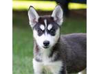 Adopt Amethyst a Gray/Silver/Salt & Pepper - with White Siberian Husky / Mixed