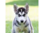 Adopt Opal a Gray/Silver/Salt & Pepper - with White Siberian Husky / Mixed dog