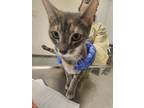Adopt Evelyn a Domestic Shorthair / Mixed cat in Birdsboro, PA (38966657)