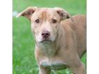 Adopt Butterscotch a Red/Golden/Orange/Chestnut - with White Mixed Breed