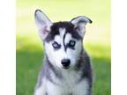 Adopt Sapphire a Gray/Silver/Salt & Pepper - with White Siberian Husky / Mixed