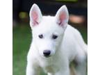 Adopt Pearl a White Siberian Husky / Mixed dog in King City, ON (38966679)