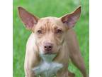 Adopt Brûlée a Tan/Yellow/Fawn - with White Mixed Breed (Medium) / Mixed dog