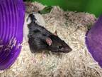Adopt Yam a White Rat / Mixed small animal in BELLEVUE, WA (38966324)