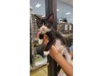 Adopt Blessing a Black & White or Tuxedo Domestic Shorthair / Mixed (short coat)