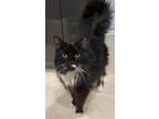 Adopt Tash (DECLAWED) a Black & White or Tuxedo Maine Coon / Mixed (long coat)