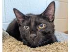 Adopt Leopard a All Black Domestic Shorthair / Domestic Shorthair / Mixed cat in