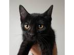 Adopt Triumph Bonneville C13660 a All Black Domestic Shorthair / Mixed cat in