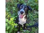 Adopt Pickle D13561 a Black Border Collie / Mixed dog in Minnetonka