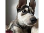 Adopt Violet a Gray/Silver/Salt & Pepper - with Black Siberian Husky / Mixed