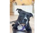 Adopt CJ a Black - with White American Staffordshire Terrier / Mixed dog in